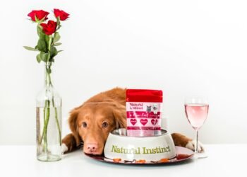 Different Types of Subscription Box Models for Pets and It’s Benefits